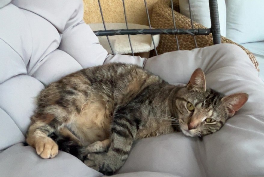 Vermisstmeldung Katze Weiblich , 3 jahre Nice Frankreich Vermisstmeldung Katze Weiblich , 3 jahre Nice Frankreich