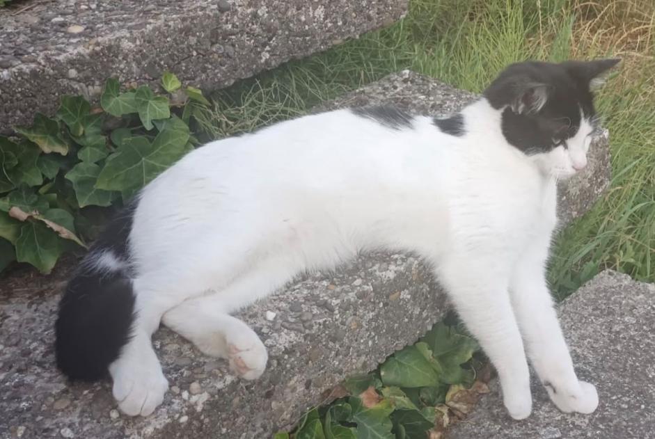 Vermisstmeldung Katze rassenmischung Männliche , 2 jahre Riedisheim Frankreich
