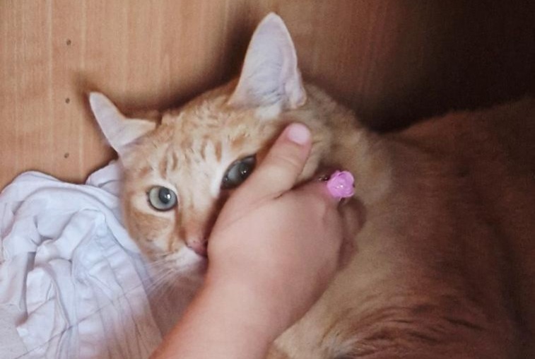 Vermisstmeldung Katze Weiblich , 12 jahre Vannes Frankreich
