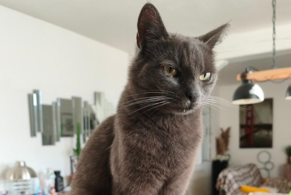 Vermisstmeldung Katze Weiblich , 2 jahre Lassigny Frankreich