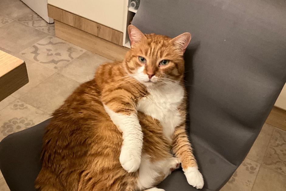 Vermisstmeldung Katze  Männliche , 10 jahre Le Meux Frankreich