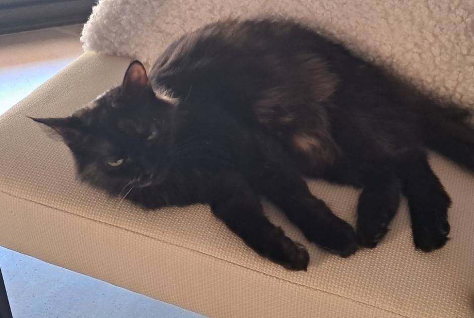 Vermisstmeldung Katze rassenmischung Weiblich , 5 jahre Montmélian Frankreich