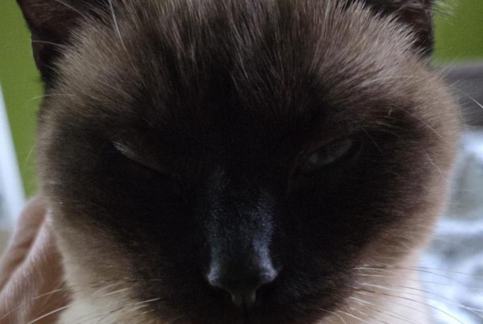 Vermisstmeldung Katze  Weiblich , 1 jahre Le Blanc-Mesnil Frankreich