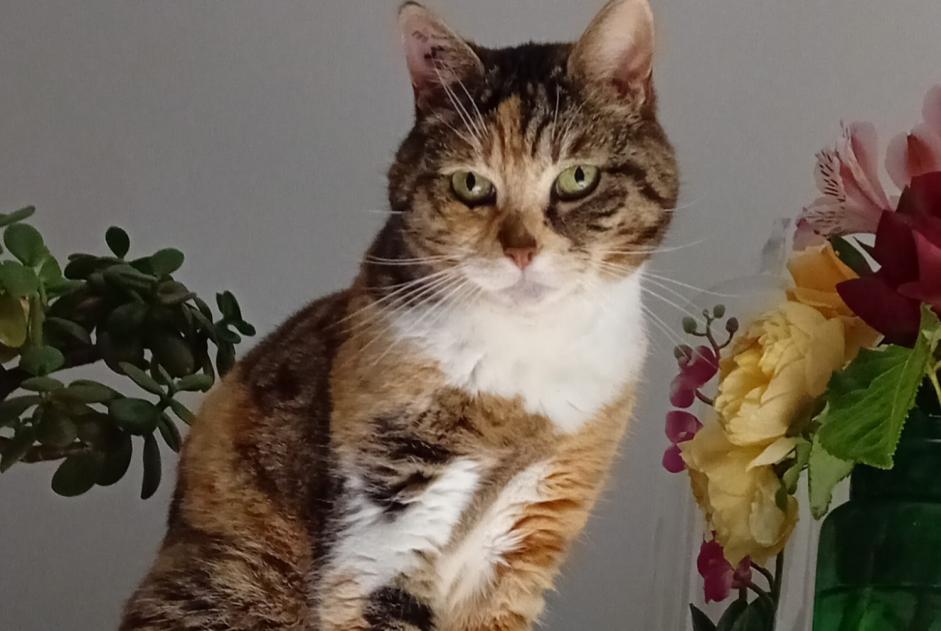 Vermisstmeldung Katze rassenmischung Weiblich , 4 jahre Les Sables-d'Olonne Frankreich