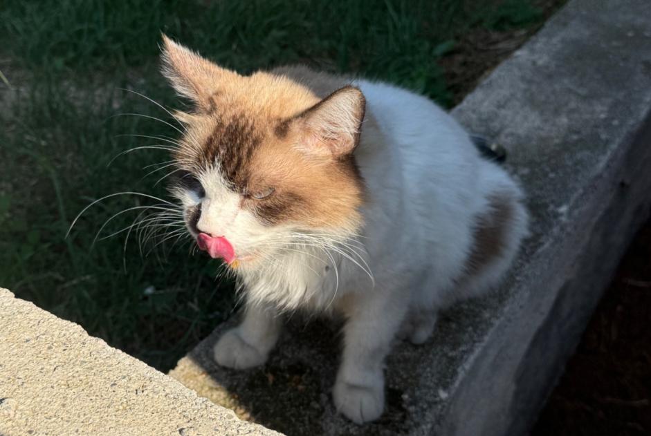 Discovery alert Cat miscegenation Unknown Marseille France