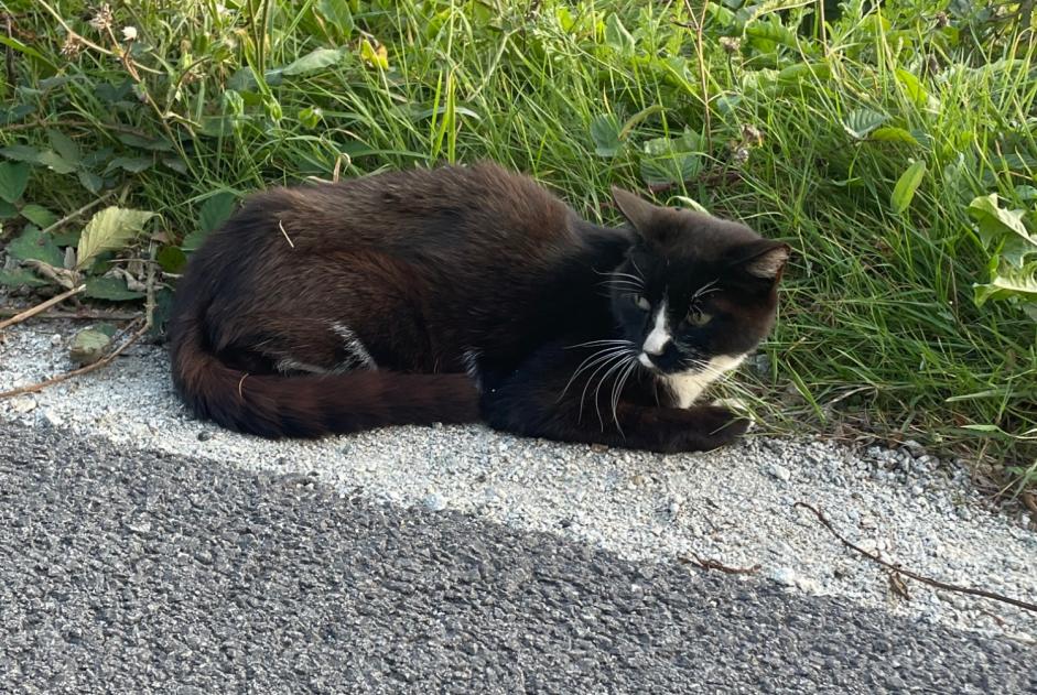 Discovery alert Cat  Unknown Monterblanc France
