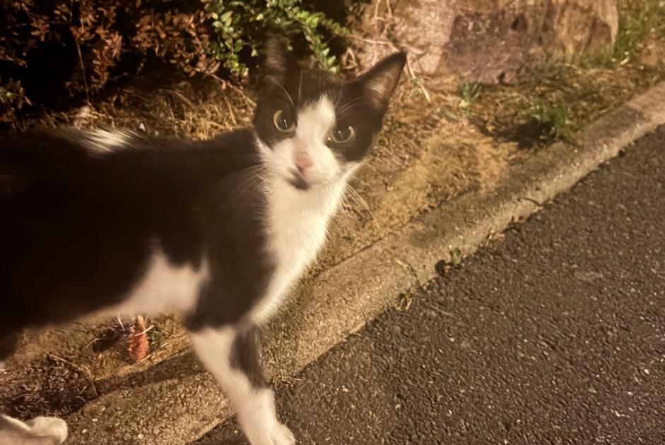 Discovery alert Cat Unknown Montigny-lès-Cormeilles France