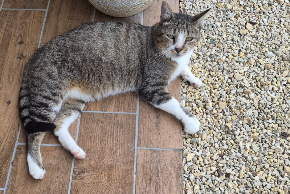 Discovery alert Cat miscegenation Male Boivre-la-Vallée France