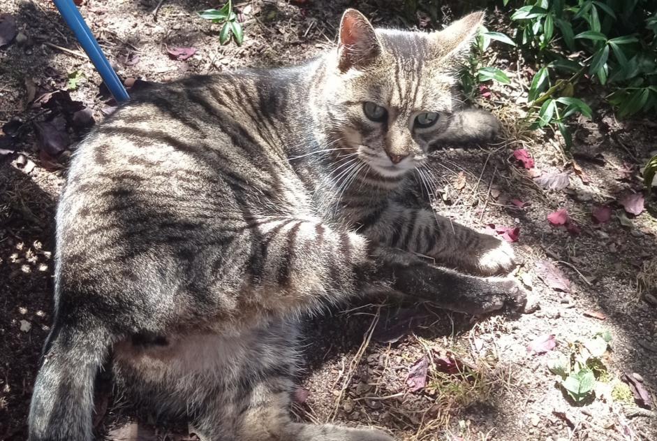 Disappearance alert Cat Male , 11 years Tours France Disappearance alert Cat Male , 11 years Tours France