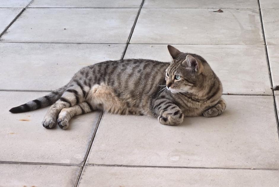 Disappearance alert Cat miscegenation Male , 8 years Lozanne France