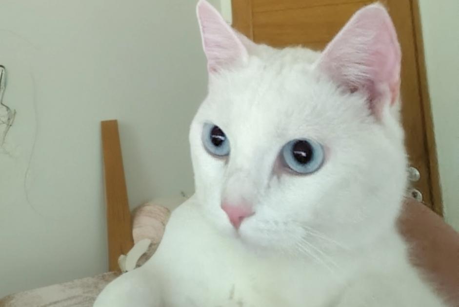 Disappearance alert Cat Male , 2 years Trangé France