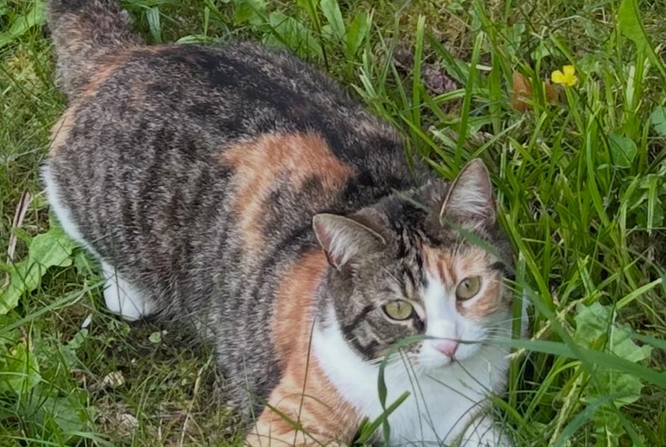 Disappearance alert Cat Female , 2 years Osny France
