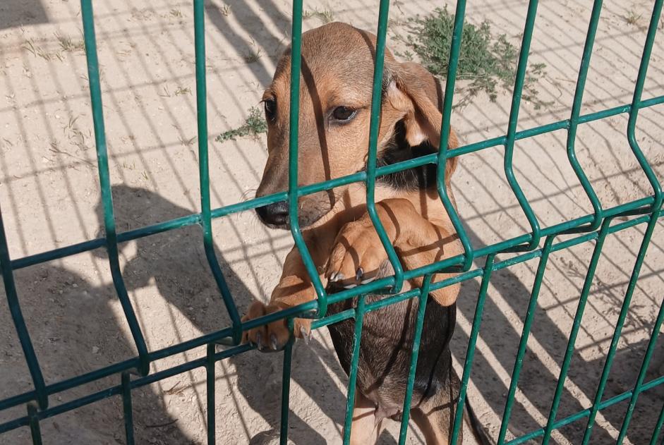 Discovery alert Dog Male Aubigné-Racan France