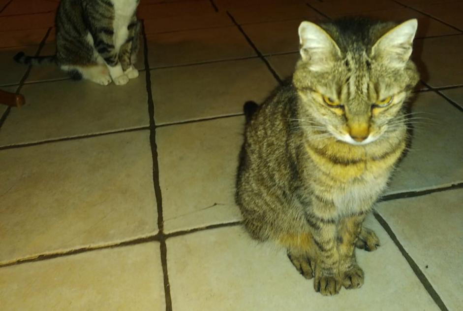 Alerta de Desaparición Gato Hembra , 14 años Villenave-de-Rions Francia Alerta de Desaparición Gato Hembra , 14 años Villenave-de-Rions Francia
