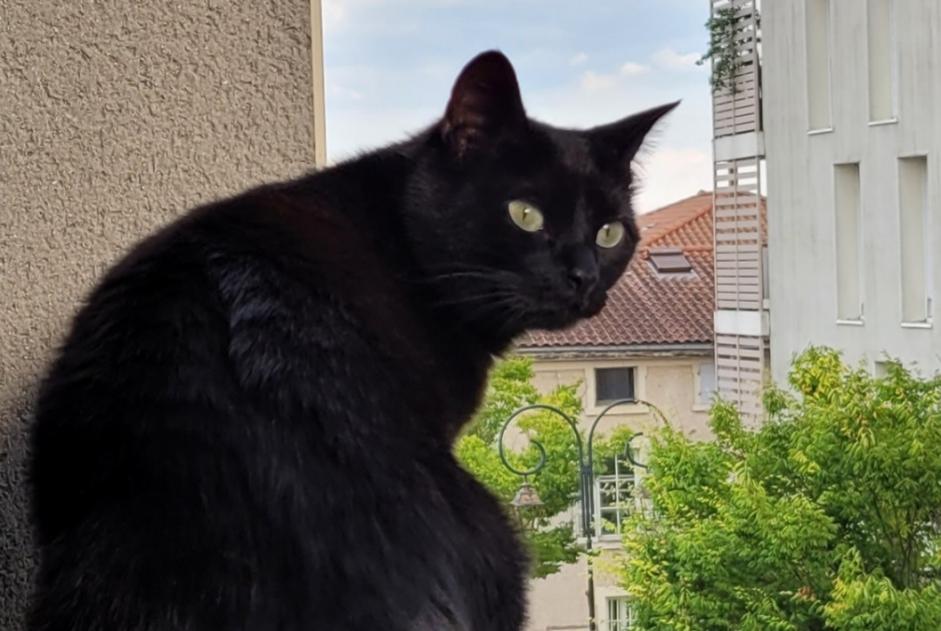 Alerta de Desaparición Gato  Hembra , 4 años Irigny Francia
