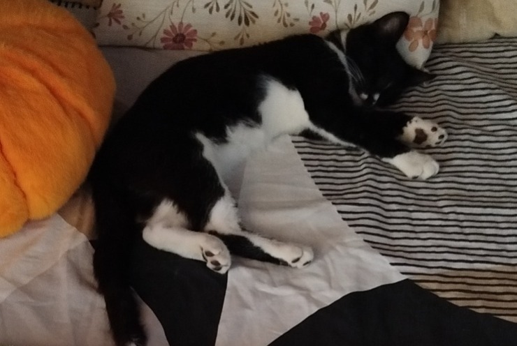 Alerta de Desaparición Gato Macho , 0 años Sieurac Francia Alerta de Desaparición Gato Macho , 0 años Sieurac Francia