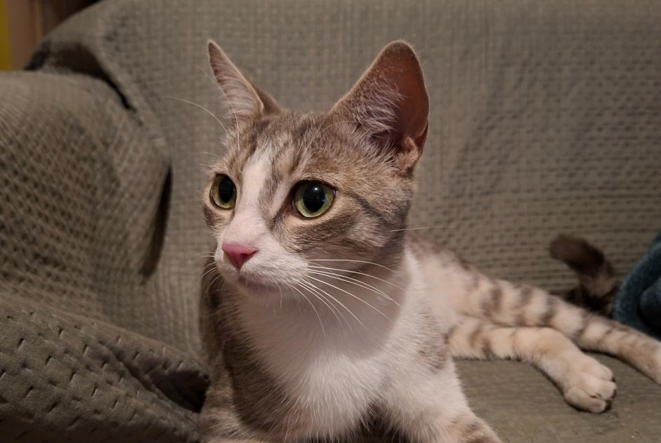 Alerta de Hallazgo Gato Hembra Rodez Francia