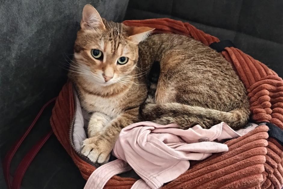 Alerte Disparition Chat  Mâle , 6 ans Onet-le-Château France