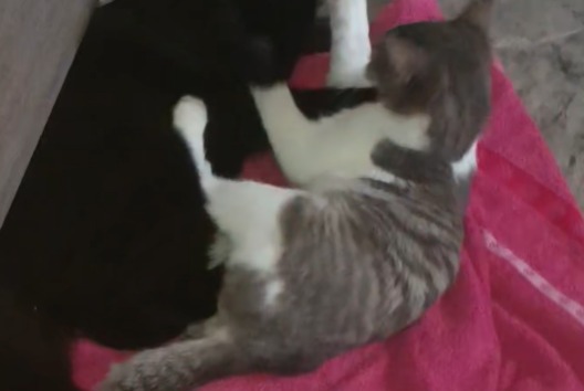 Alerte Disparition Chat Femelle , 0 ans Navenne France