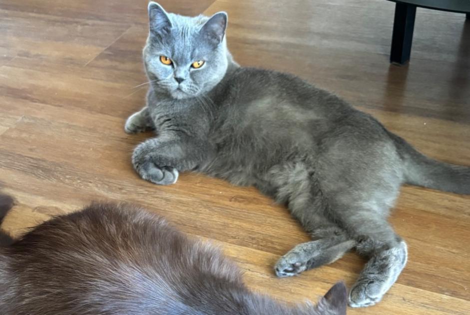 Alerte Disparition Chat Femelle , 2 ans Chasseneuil-du-Poitou France Alerte Disparition Chat Femelle , 2 ans Chasseneuil-du-Poitou France