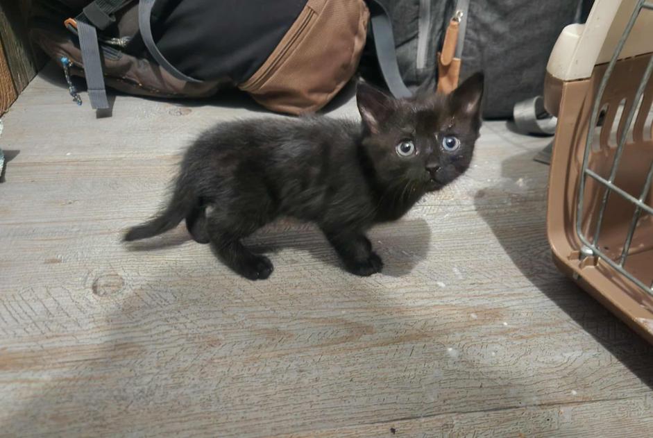 Alerte Découverte Chat Inconnu Clairvaux-les-Lacs France Alerte Découverte Chat Inconnu Clairvaux-les-Lacs France