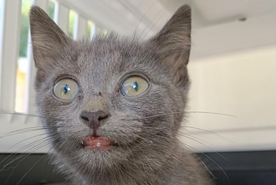 Alerte Découverte Chat Inconnu Le Mans France