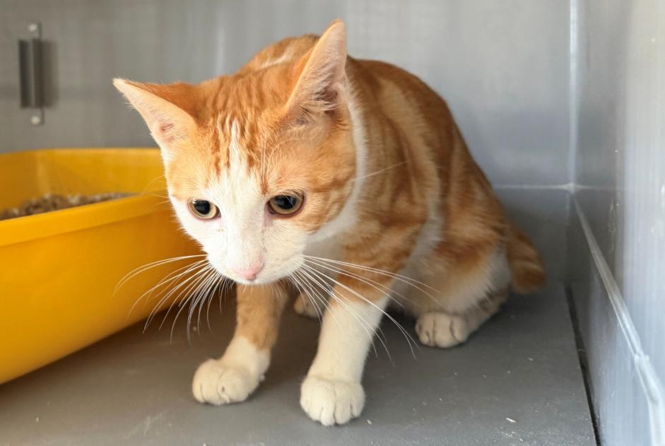 Alerte Découverte Chat  Mâle , 1 année Houilles France