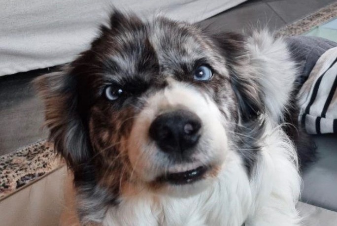 Alerte Disparition Chien  Femelle , 11 ans Arcangues France