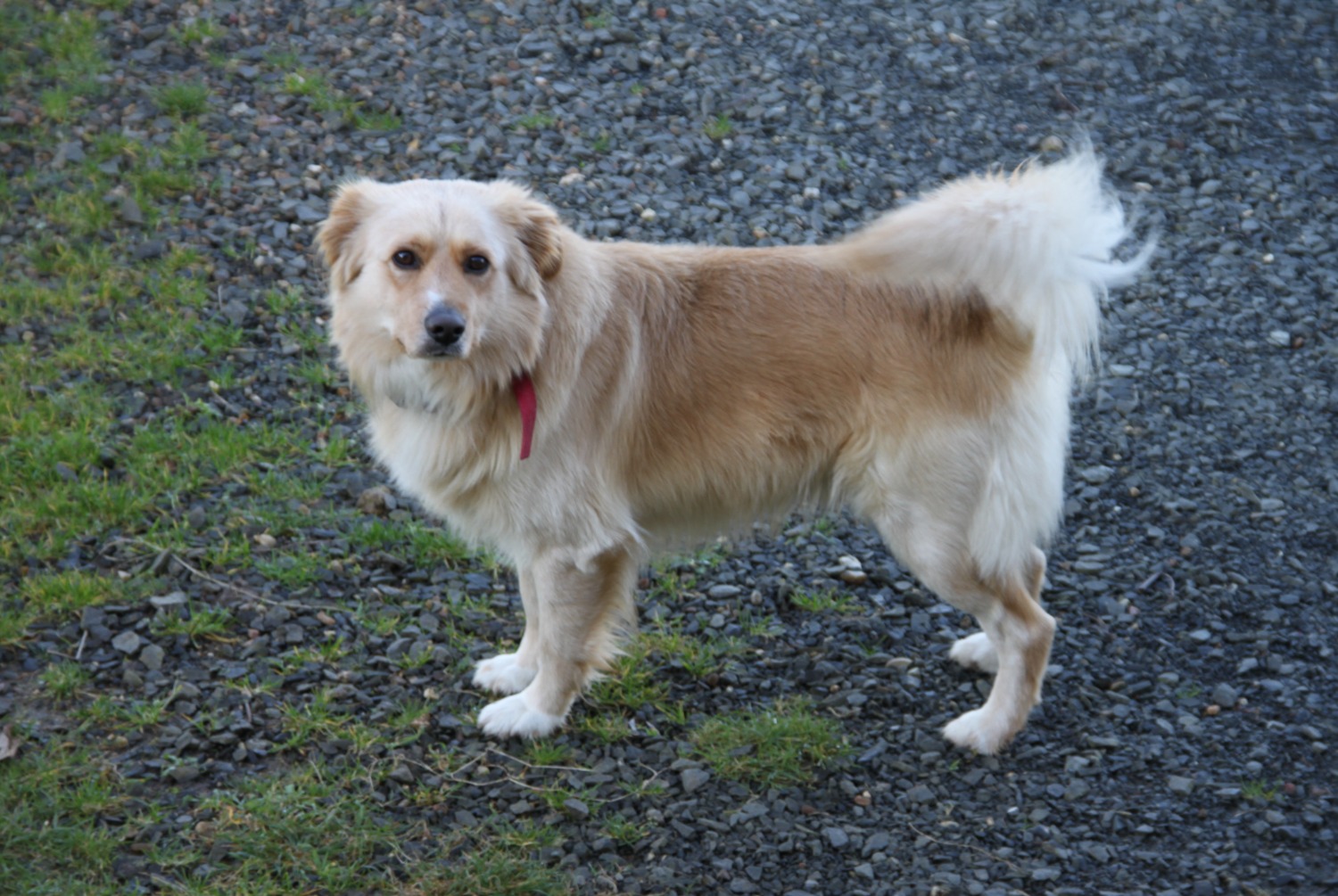 Alerte Disparition Chien  Mâle , 14 ans Villaines-sous-Malicorne France