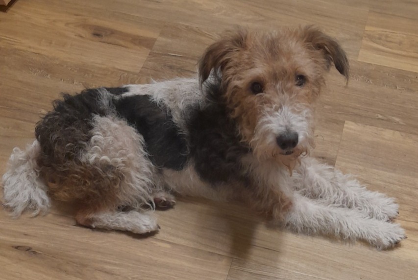 Alerte Découverte Chien  Femelle Le Mans France