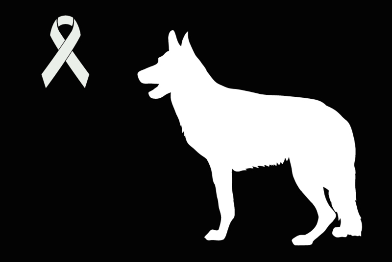 Discovery alert Dog  Unknown Saint-Martin-de-Crau France