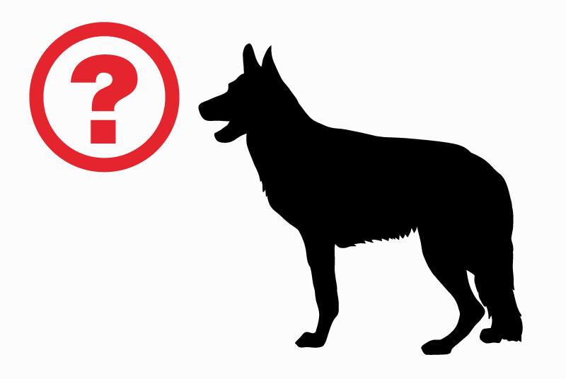 Alerta de Hallazgo Perro  Macho Pau Francia