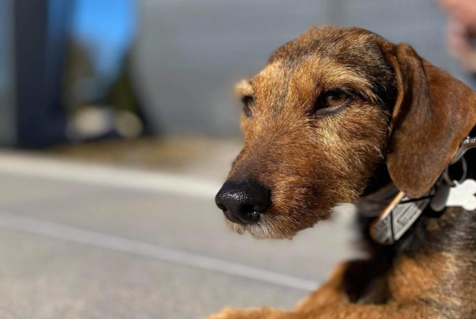 Avviso scomparsa Cane incrocio di razze Femmina , 8 anni Stotzheim Francia