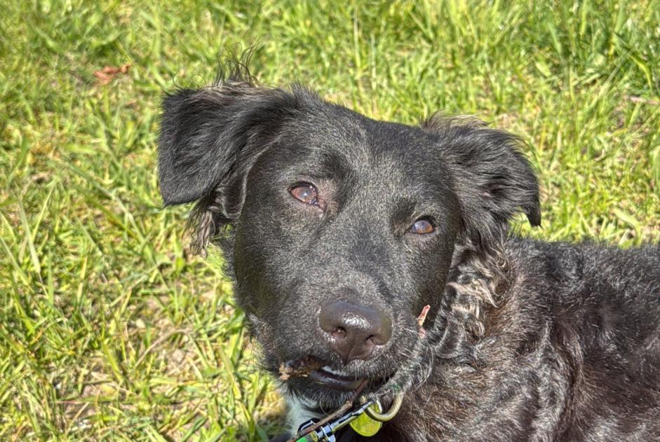 Avviso scomparsa Cane Maschio , 1 anni Tourves Francia