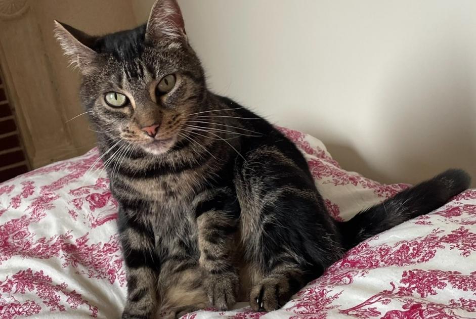 Avviso scomparsa Gatto  Femmina , 8 anni Arcomps Francia