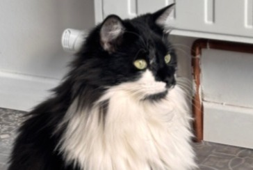 Avviso scomparsa Gatto Femmina , 2 anni Le Mans Francia