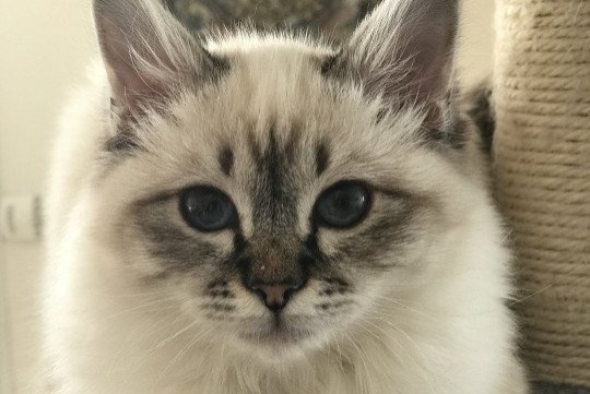 Avviso scomparsa Gatto Femmina , 7 anni Génicourt Francia Avviso scomparsa Gatto Femmina , 7 anni Génicourt Francia