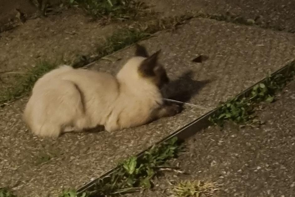 Avviso Ritrovamento Gatto  Non conosciuta Grésy-sur-Isère Francia
