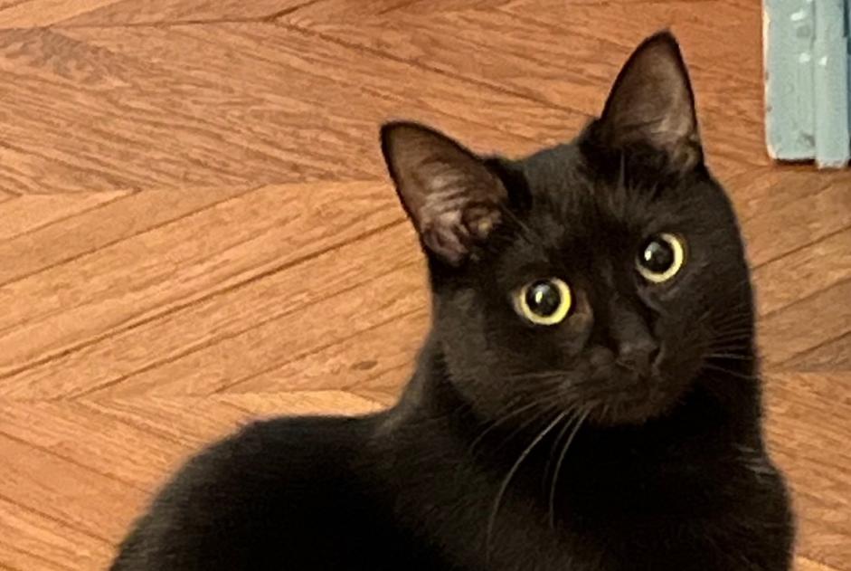 Verdwijningsalarm Kat rassenvermenging Vrouwtje , 2 jaar Colmar Frankrijk Verdwijningsalarm Kat rassenvermenging Vrouwtje , 2 jaar Colmar Frankrijk