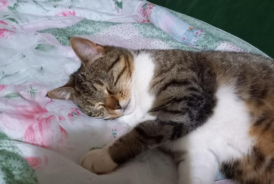 Alerta desaparecimento Gato cruzamento Fêmea , 8 anos Connerré France