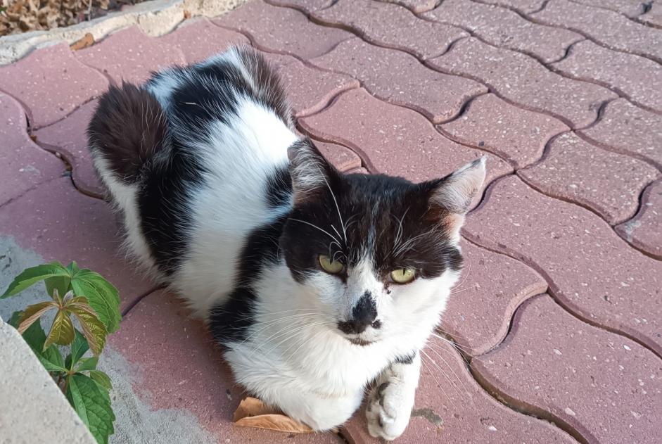 Alerta descoberta Gato Macho Daubeuf-près-Vatteville France