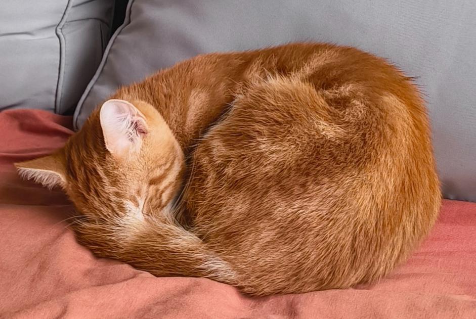 Alerta descoberta Gato Desconhecido Le Mans France